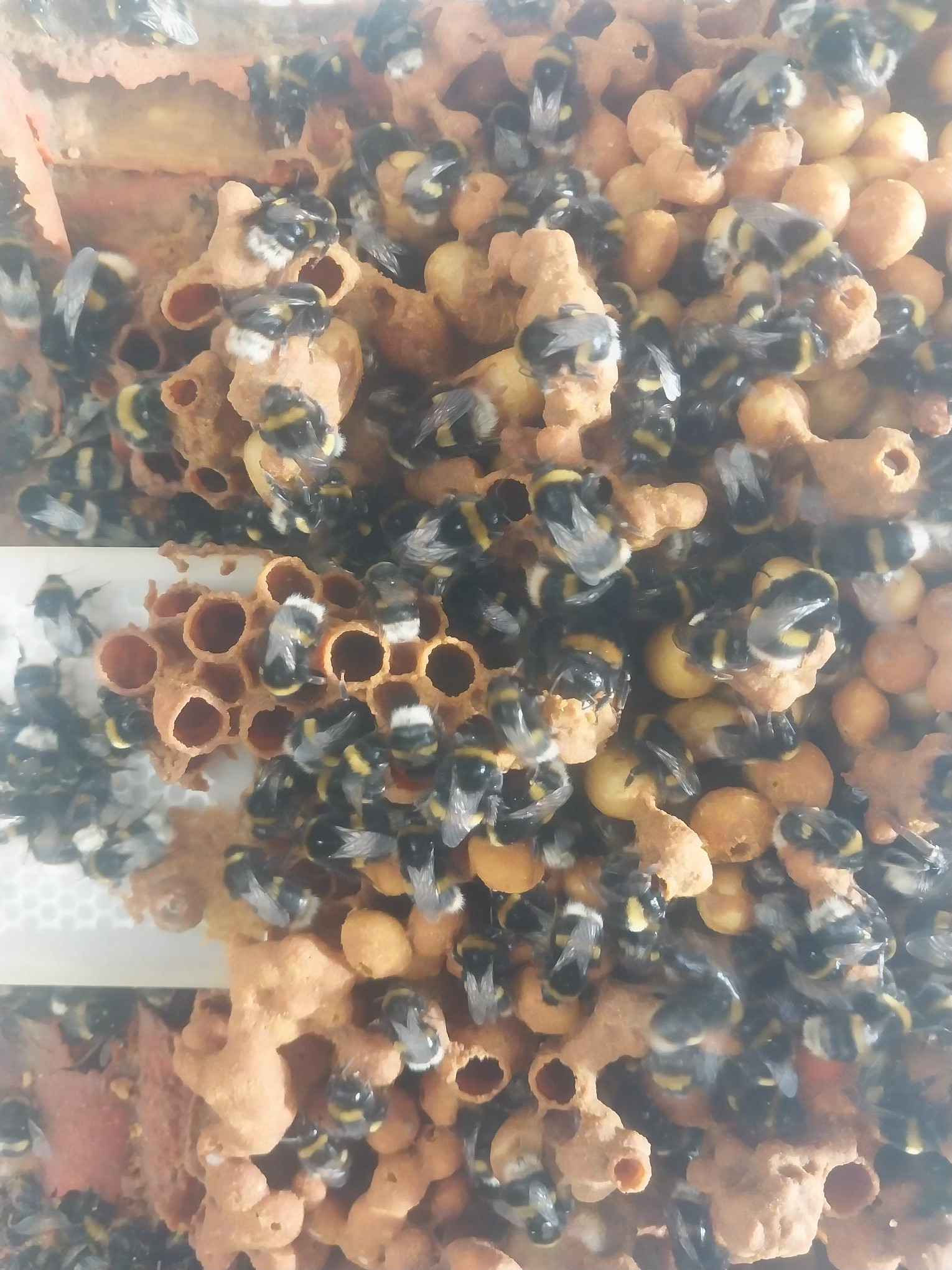 🐝 A Hive of Activity in 11SCP! 🐝
